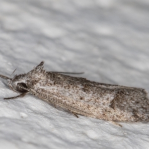 Heterozyga coppatias at Melba, ACT - 24 Dec 2021 10:49 PM