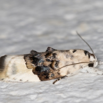 Piloprepes antidoxa (A concealer moth) at Melba, ACT - 24 Dec 2021 by kasiaaus