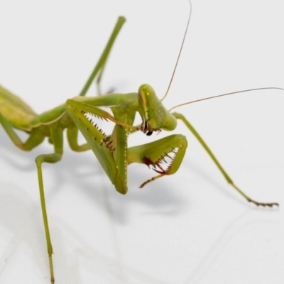 Pseudomantis albofimbriata (False garden mantis) at Jerrabomberra, NSW - 17 Feb 2022 by MarkT