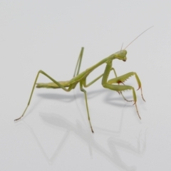 Pseudomantis albofimbriata at Jerrabomberra, NSW - suppressed