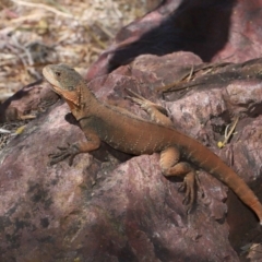 Intellagama lesueurii howittii (Gippsland Water Dragon) at ANBG - 18 Feb 2022 by TimL