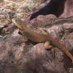 Intellagama lesueurii howittii (Gippsland Water Dragon) at Acton, ACT - 18 Feb 2022 by TimL