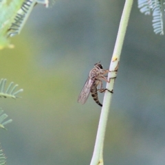 Unidentified Robber fly (Asilidae) at West Albury, NSW - 20 Feb 2022 by KylieWaldon