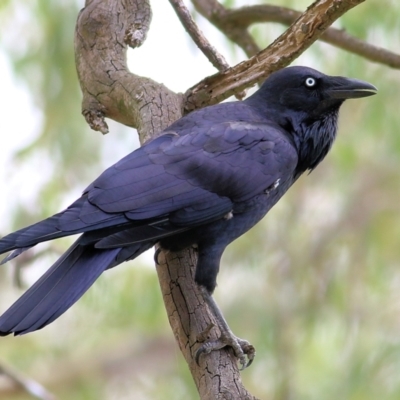 Corvus coronoides (Australian Raven) at West Albury, NSW - 20 Feb 2022 by KylieWaldon