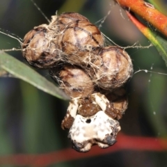 Celaenia excavata (Bird-dropping spider) at ANBG - 18 Feb 2022 by TimL