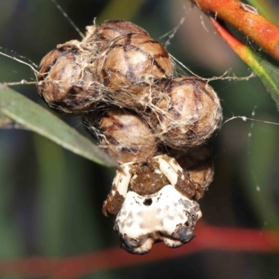 Celaenia excavata (Bird-dropping spider) at Acton, ACT - 18 Feb 2022 by TimL