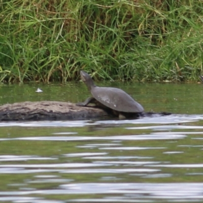 Emydura macquarii (Macquarie Turtle) at West Albury, NSW - 20 Feb 2022 by KylieWaldon