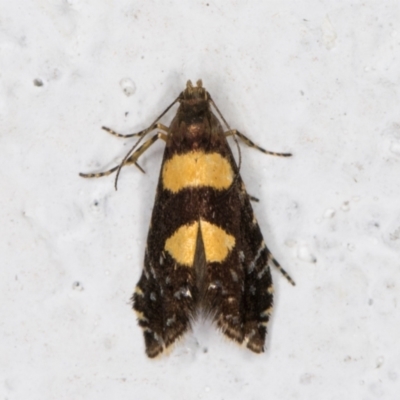 Glyphipterix chrysoplanetis (A Sedge Moth) at Melba, ACT - 25 Dec 2021 by kasiaaus