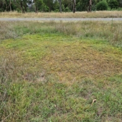 Haloragis heterophylla at Chifley, ACT - 22 Feb 2022