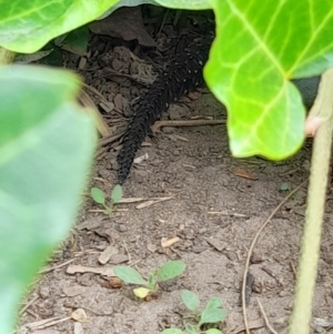 Egernia cunninghami at Red Hill, ACT - 22 Feb 2022 11:56 AM