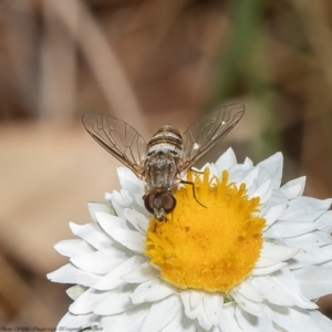 Villa sp. (genus) at Latham, ACT - 21 Feb 2022 12:44 PM