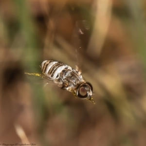 Villa sp. (genus) at Latham, ACT - 21 Feb 2022