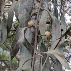 Amyema quandang var. quandang (Grey Mistletoe) at Bright, VIC - 20 Feb 2022 by Darcy