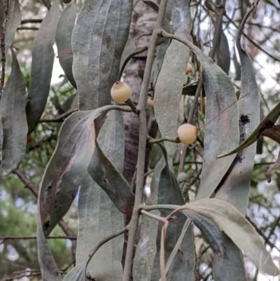 Amyema quandang var. quandang (Grey Mistletoe) at Bright, VIC - 20 Feb 2022 by Darcy