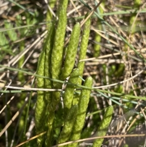 Austrolycopodium fastigiatum at Cotter River, ACT - 20 Feb 2022 09:40 AM