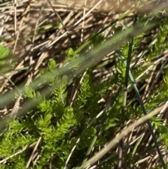 Austrolycopodium fastigiatum at Cotter River, ACT - 20 Feb 2022 09:40 AM