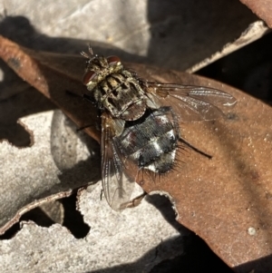 Tachinidae (family) at Cotter River, ACT - 20 Feb 2022