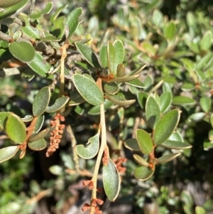 Grevillea diminuta at Cotter River, ACT - 20 Feb 2022