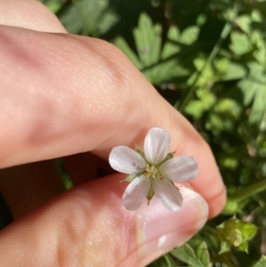 Geranium potentilloides var. potentilloides at Cotter River, ACT - 20 Feb 2022