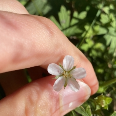 Geranium potentilloides var. potentilloides (Downy Geranium) at Cotter River, ACT - 19 Feb 2022 by Ned_Johnston