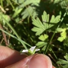 Geranium potentilloides var. potentilloides at Cotter River, ACT - 20 Feb 2022