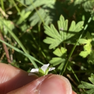 Geranium potentilloides var. potentilloides at Cotter River, ACT - 20 Feb 2022 09:47 AM