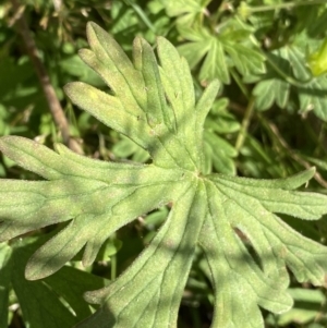 Geranium potentilloides var. potentilloides at Cotter River, ACT - 20 Feb 2022