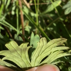 Geranium potentilloides var. potentilloides at Cotter River, ACT - 20 Feb 2022