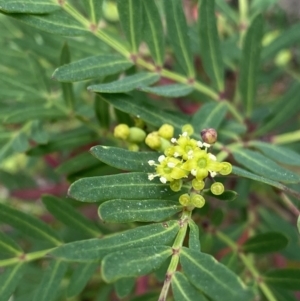 Polyscias sambucifolia subsp. Short leaflets (V.Stajsic 196) Vic. Herbarium at Cotter River, ACT - 20 Feb 2022