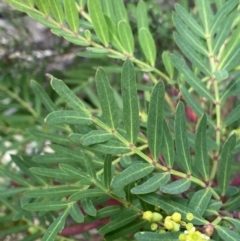 Polyscias sambucifolia subsp. Short leaflets (V.Stajsic 196) Vic. Herbarium at Cotter River, ACT - 20 Feb 2022