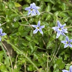 Isotoma fluviatilis subsp. australis (Swamp Isotome) at Cotter River, ACT - 19 Feb 2022 by Ned_Johnston