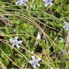 Isotoma fluviatilis subsp. australis at Cotter River, ACT - 20 Feb 2022