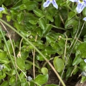 Isotoma fluviatilis subsp. australis at Cotter River, ACT - 20 Feb 2022