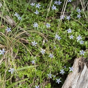 Isotoma fluviatilis subsp. australis at Cotter River, ACT - 20 Feb 2022