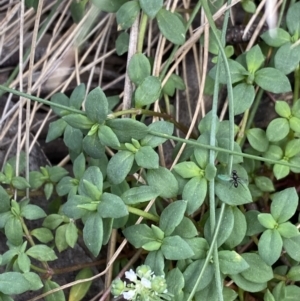 Poranthera oreophila at Cotter River, ACT - 20 Feb 2022