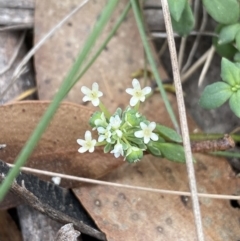 Poranthera oreophila at Cotter River, ACT - 20 Feb 2022