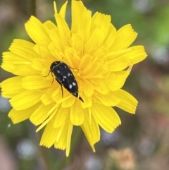 Mordellidae (family) (Unidentified pintail or tumbling flower beetle) at Cotter River, ACT - 19 Feb 2022 by Ned_Johnston