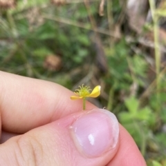 Ranunculus scapiger at Cotter River, ACT - 20 Feb 2022 10:33 AM