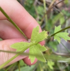 Ranunculus scapiger at Cotter River, ACT - 20 Feb 2022 10:33 AM