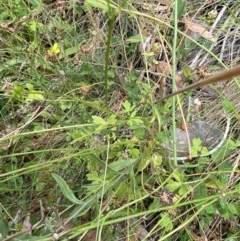 Ranunculus scapiger at Cotter River, ACT - 20 Feb 2022 10:33 AM