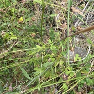 Ranunculus scapiger at Cotter River, ACT - 20 Feb 2022 10:33 AM