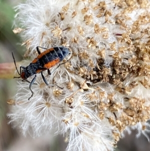 Melanerythrus mutilatus at Cotter River, ACT - 20 Feb 2022