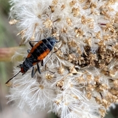 Melanerythrus mutilatus at Cotter River, ACT - 20 Feb 2022