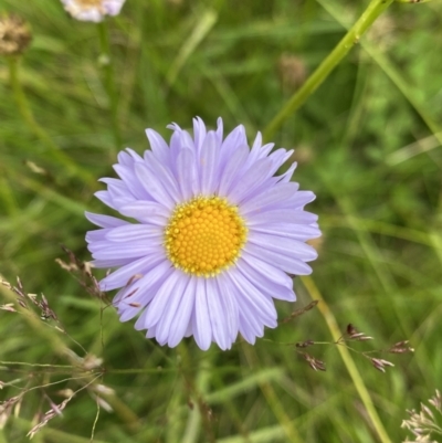 Brachyscome scapigera (Tufted Daisy) at Cotter River, ACT - 20 Feb 2022 by Ned_Johnston