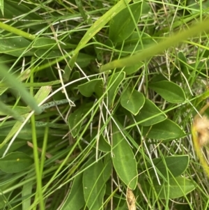 Brachyscome scapigera at Cotter River, ACT - 20 Feb 2022 12:10 PM