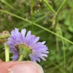 Brachyscome scapigera at Cotter River, ACT - 20 Feb 2022