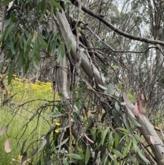 Eucalyptus pauciflora subsp. debeuzevillei (A Snow Gum) at Cotter River, ACT - 20 Feb 2022 by NedJohnston