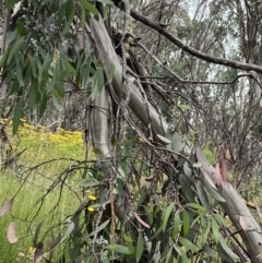 Eucalyptus pauciflora subsp. debeuzevillei (A Snow Gum) at Cotter River, ACT - 20 Feb 2022 by Ned_Johnston