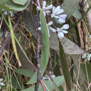 Eucalyptus pauciflora subsp. debeuzevillei at Cotter River, ACT - 20 Feb 2022