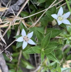 Rhytidosporum alpinum at Cotter River, ACT - 20 Feb 2022 by Ned_Johnston